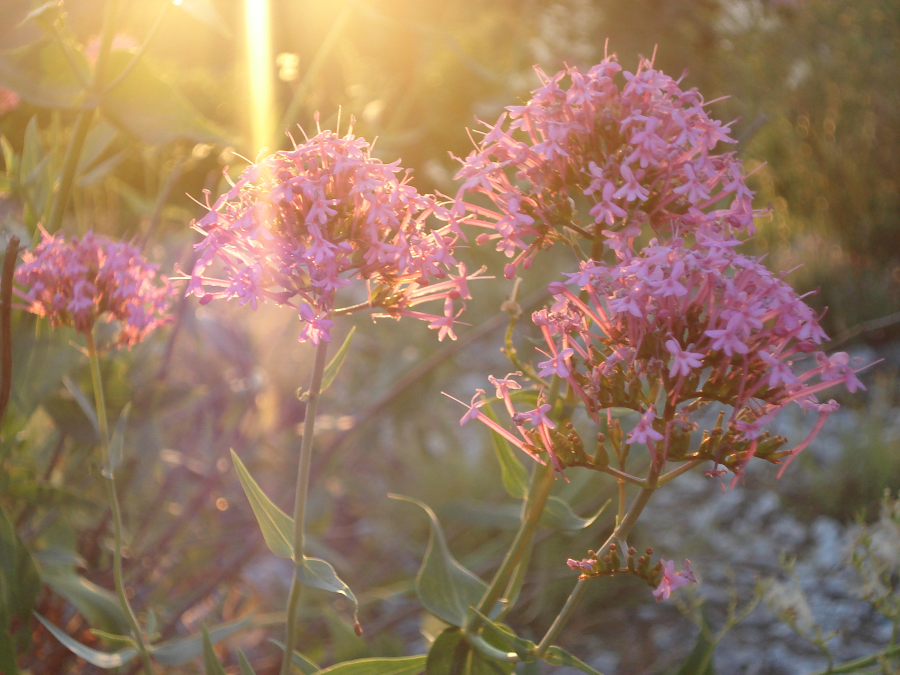 fleurs1.png